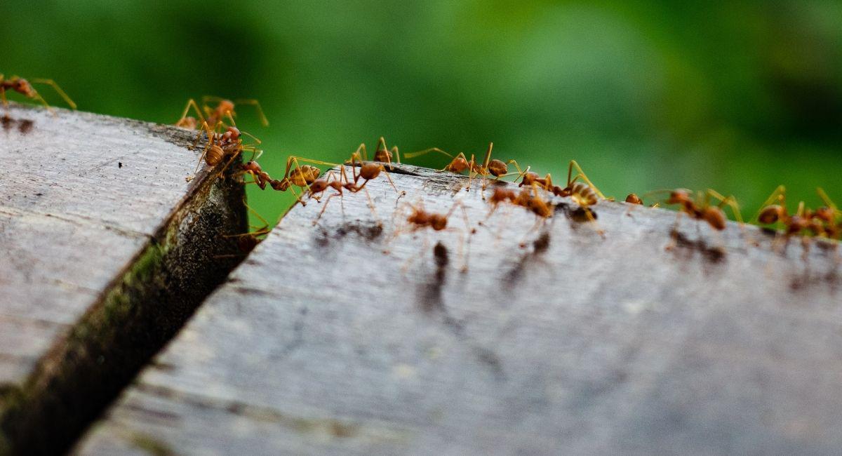 Does Mosquito Squad Plus Offer Outdoor Pest Control Near Me?