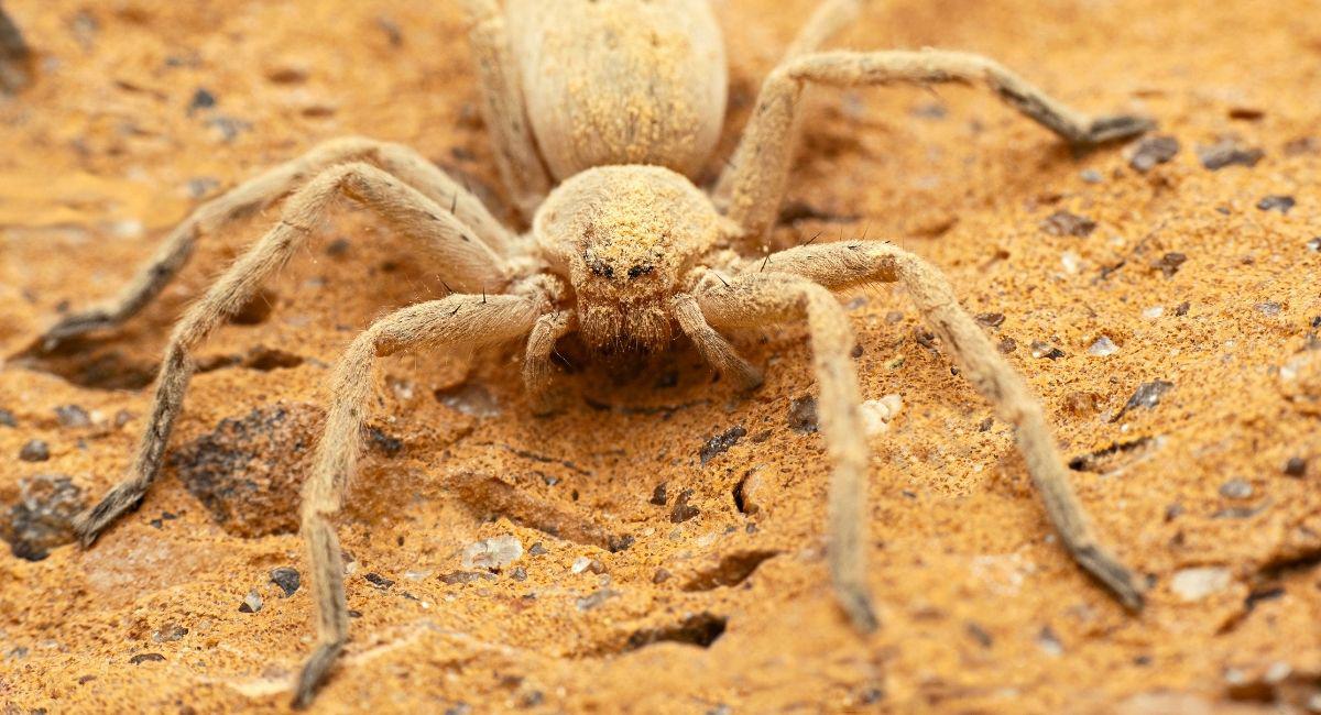 Does Mosquito Squad Offer General Pest Control in El Paso TX?