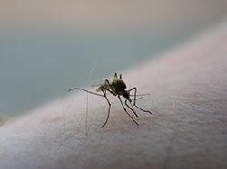 mosquito on skin 