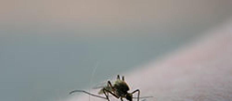 The Threat of West Nile Still Persists