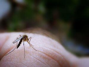 mosquito on skin 