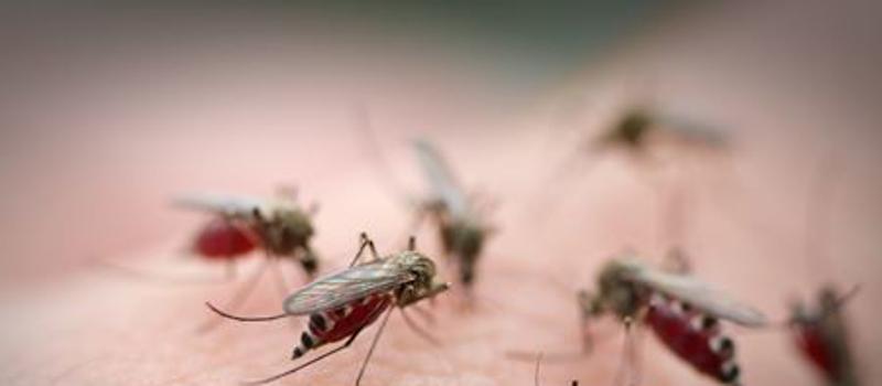 How Does Weather Impact Mosquitoes in Plymouth and Bristol County?
