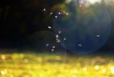 mosquitos in air