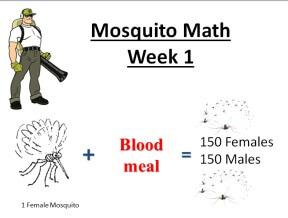 mosquito math 