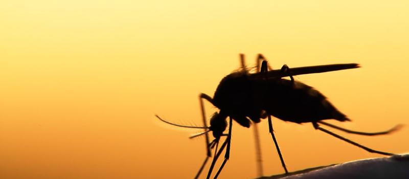 Researchers Work on Developing a Malaria Proof Mosquito