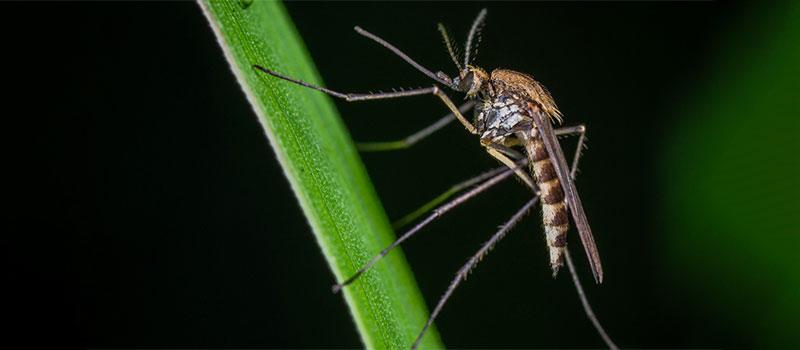Protect Yourself from Mosquitoes Traveling Abroad