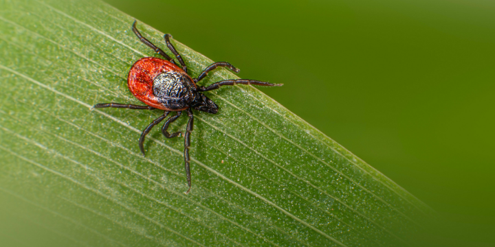 Who Do You Call to Get Rid of Ticks?