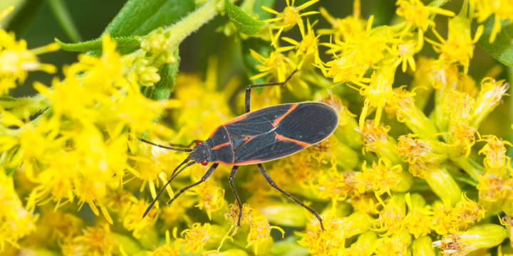 Signs You May Have a Fall Pest Problem Around Your Rockford Home