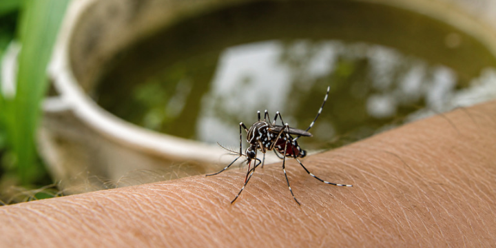 Why Wayne Homeowners May Still Need Mosquito Control in September and October