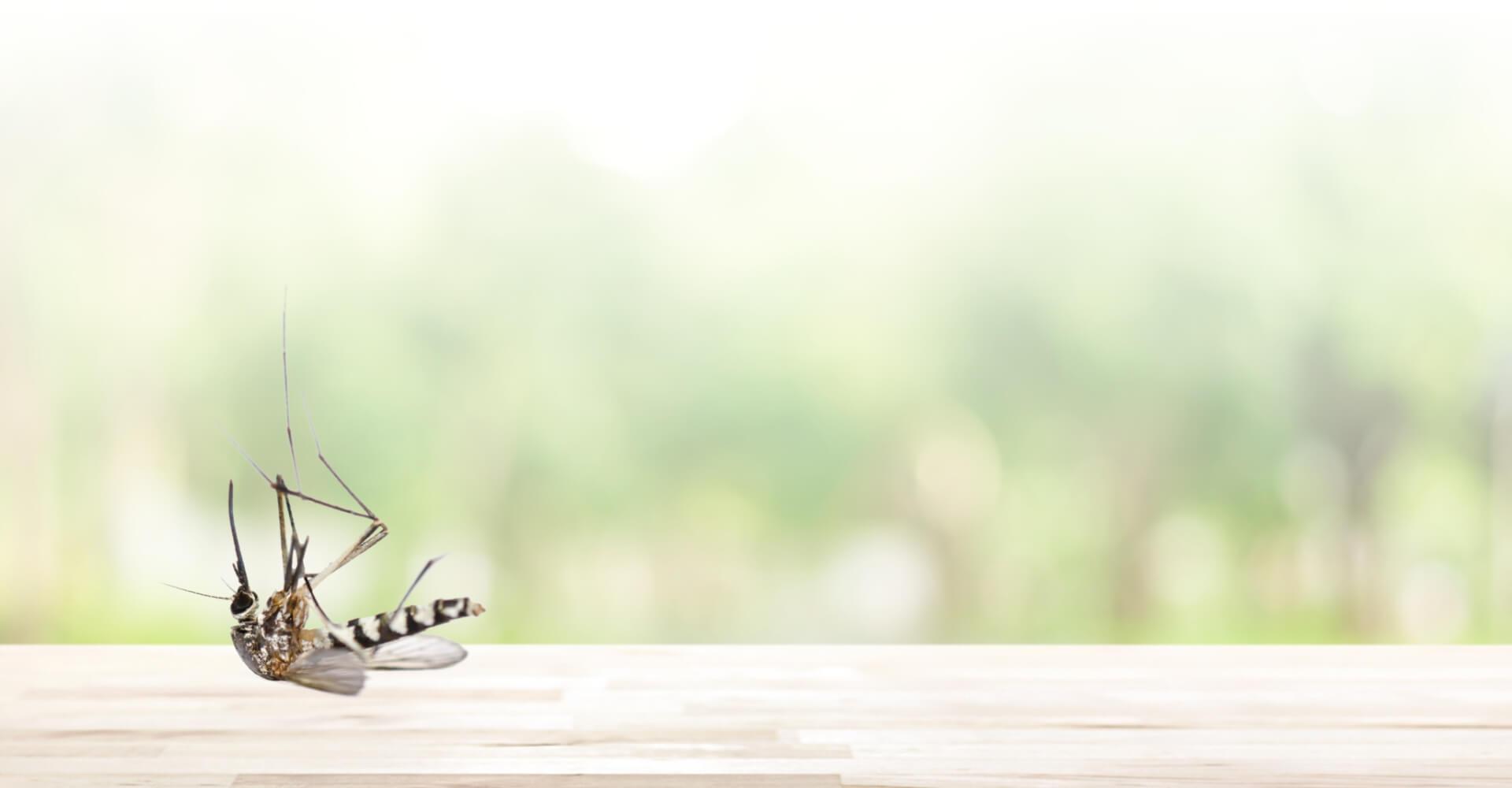 Mosquito and Tick Outdoor Pest Control Services