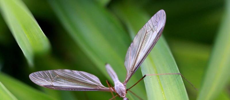Bug Love – Mosquitoes Sing Duet in Perfect Harmony