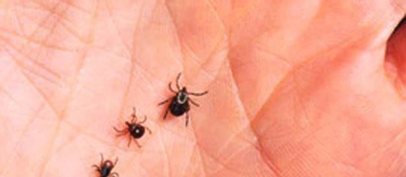May is Lyme Disease Awareness