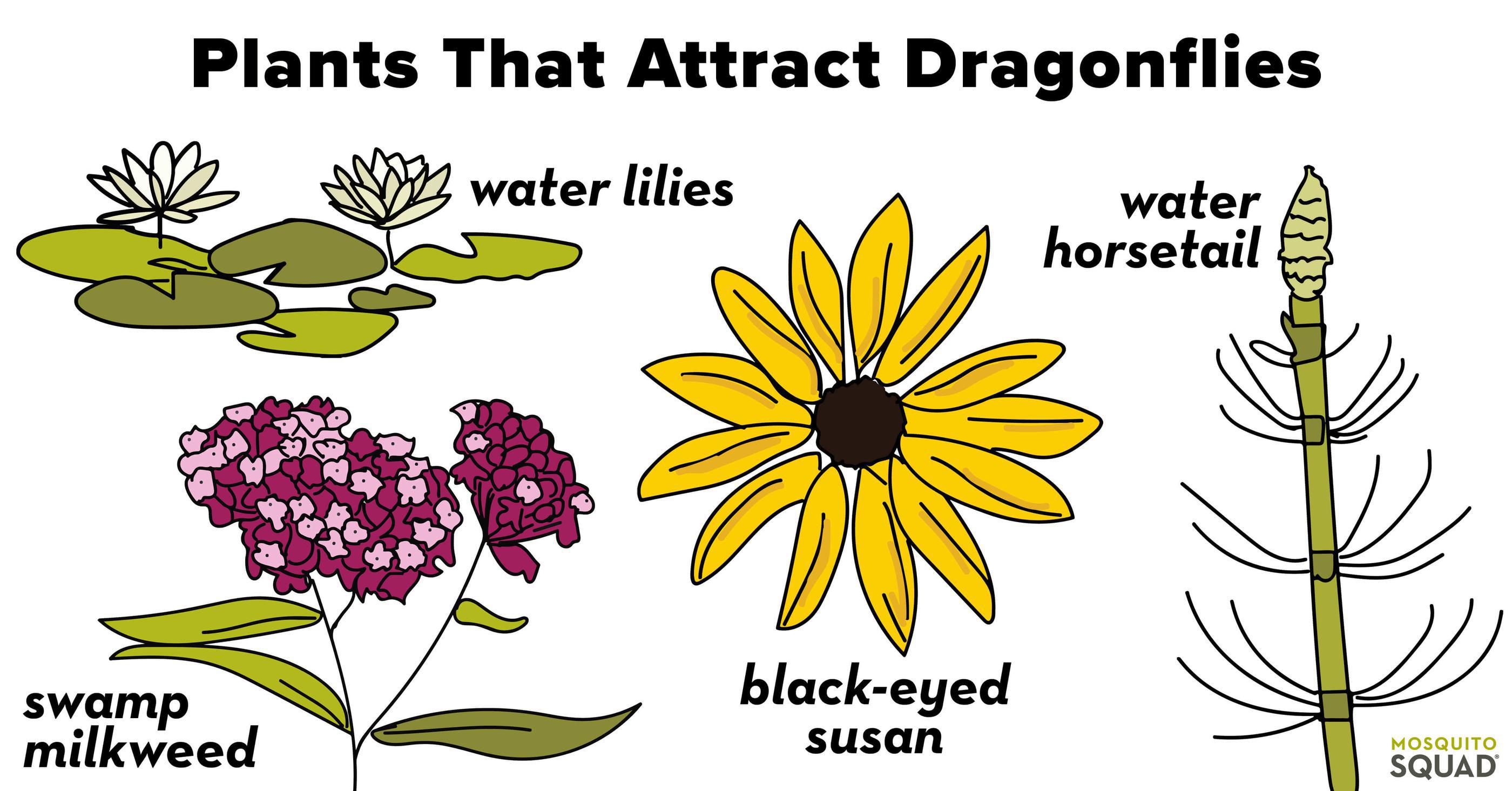 Plants that attract dragonflies