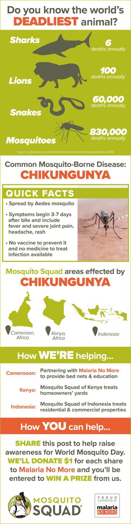 Chikungunya Virus Facts to Know Before World Mosquito Day