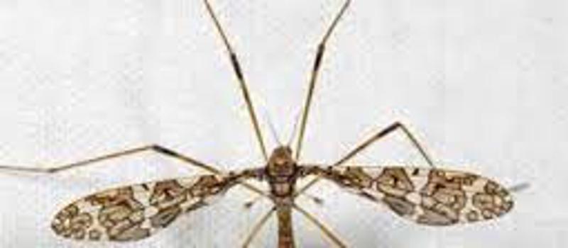 Don't Be Fooled! Common Insects Mistaken for Mosquitoes