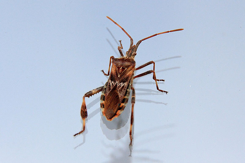 Elm Seed Bug