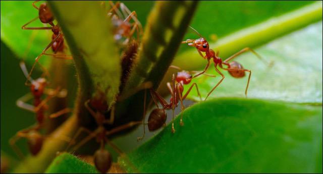 Fire ants climbing a plant
