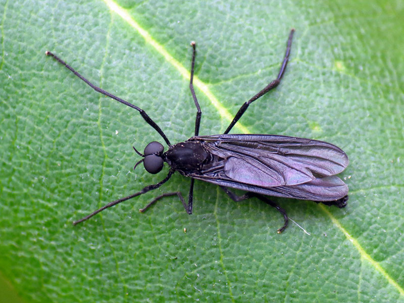 a gnat on a leaf
