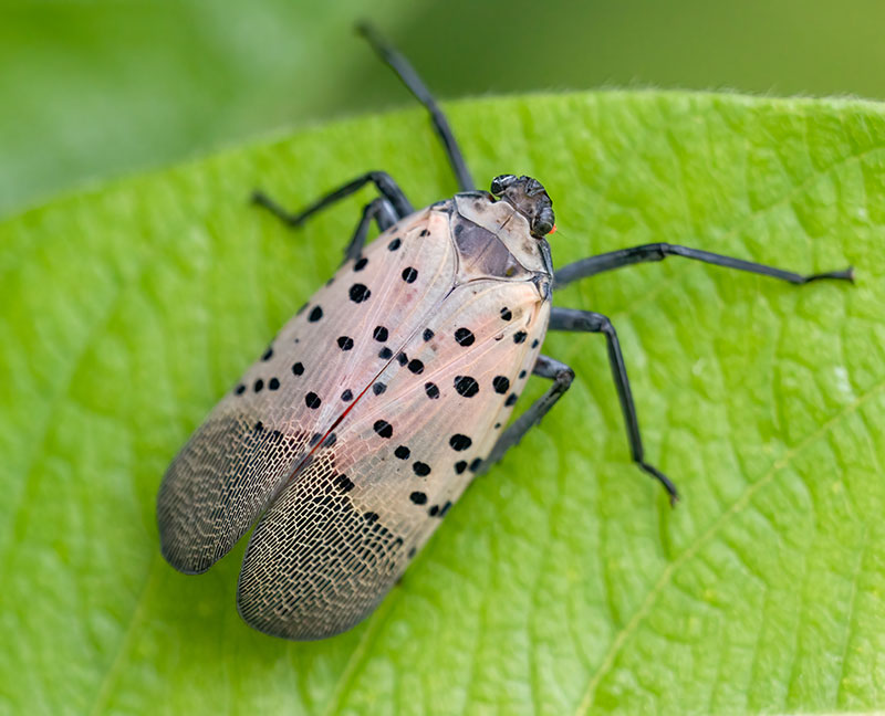 Spotted lanternfly on a leaf