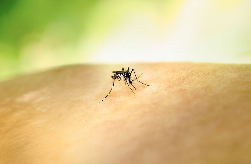 A mosquito landing on a person's skin