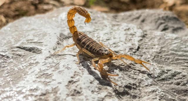 A scorpion on a rock