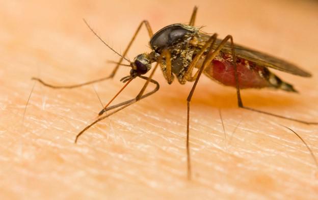 Plymouth Mosquito Control