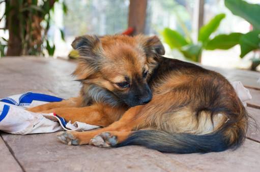 Why Are Dog Mosquito Control and Dog Tick Control Important?