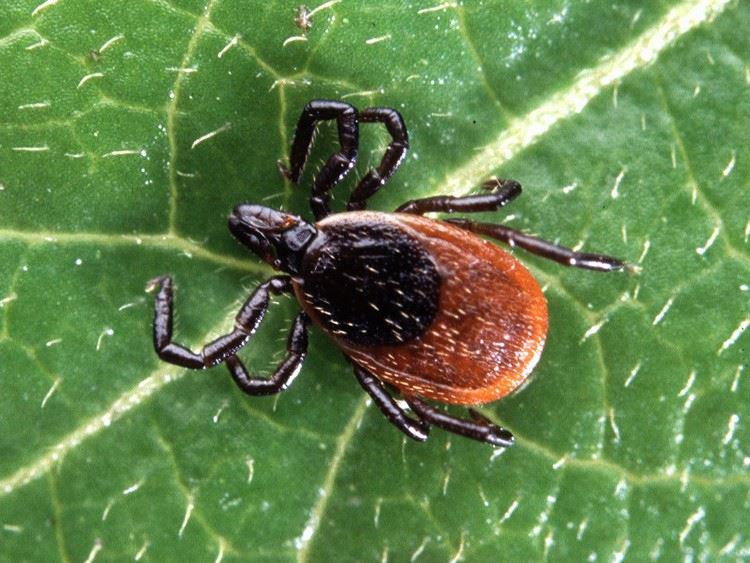 A picture of a tick 