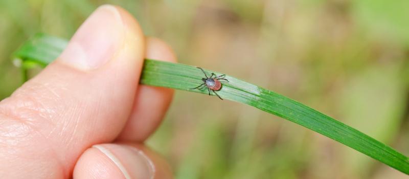 Tick Nests: Real or Rumored?