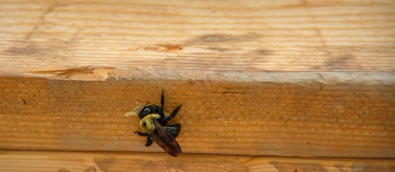 How to Keep Carpenter Bees Away from your Deck