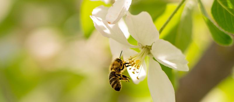 How to Promote Pollinators While Keeping Mosquitoes at Bay