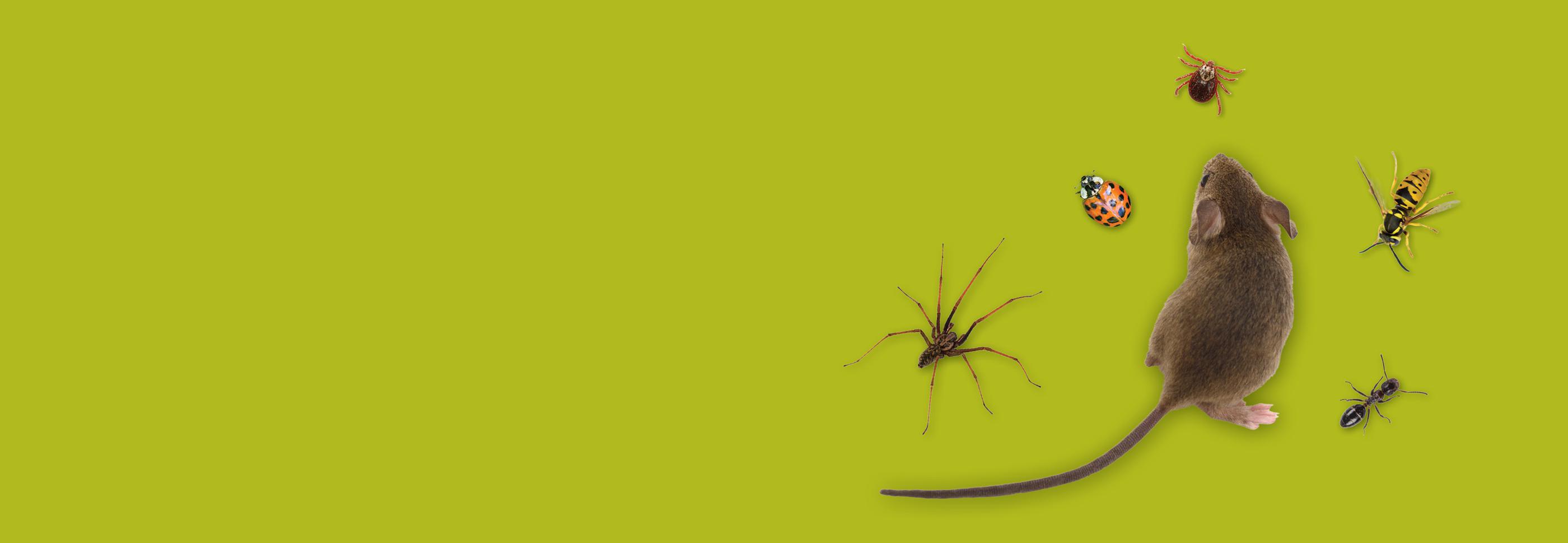 green background with bugs and rodent