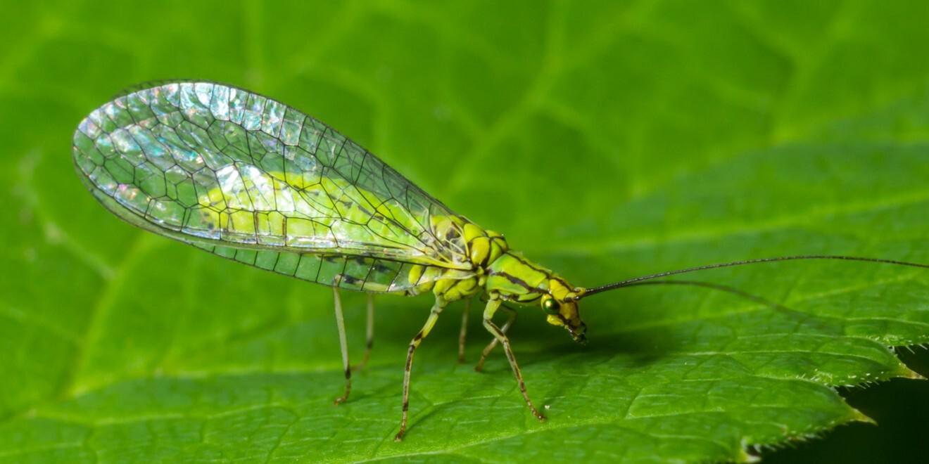 All About Green Lacewings: Identification and Control Tips