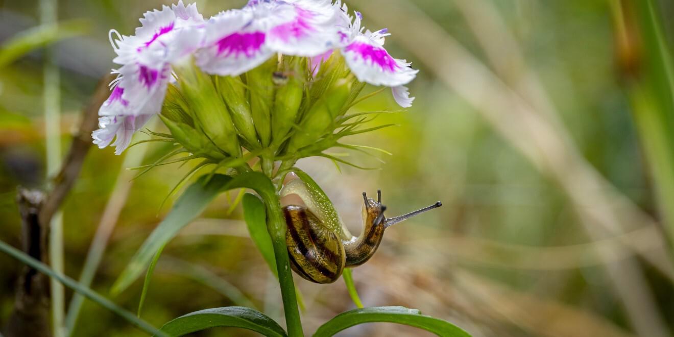 Are Snails and Slugs Good for Your Garden?