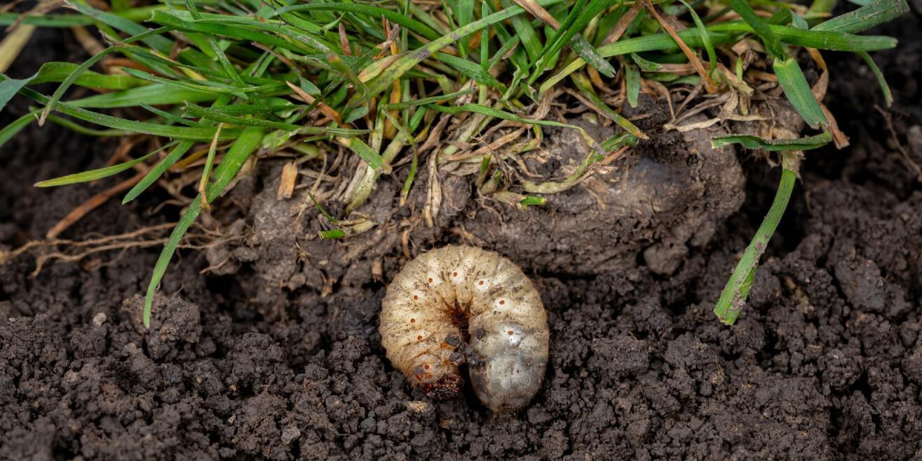Common Pests That Could Damage Your Yard