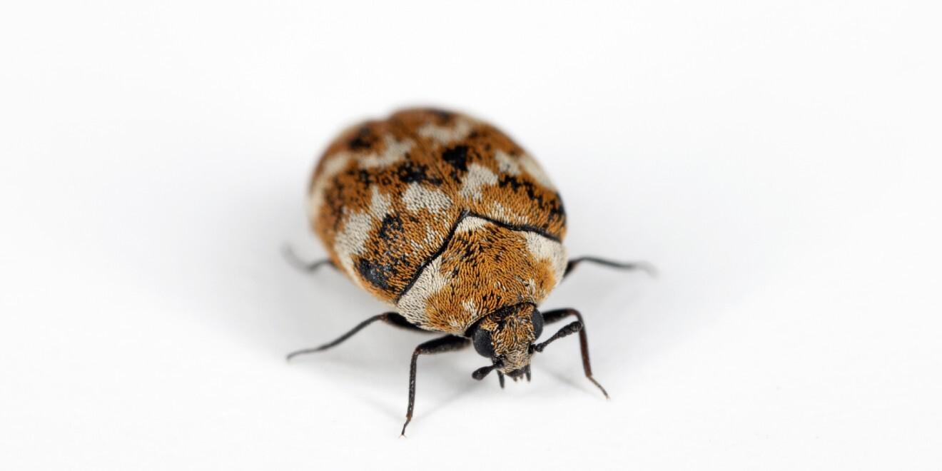 How to Spot and Help Deter Carpet Beetles