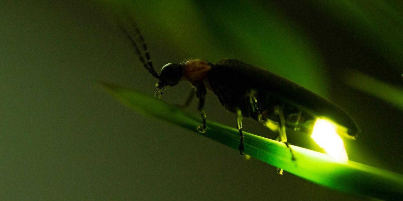 How Fireflies Glow and the Reasons for Their Bright Light