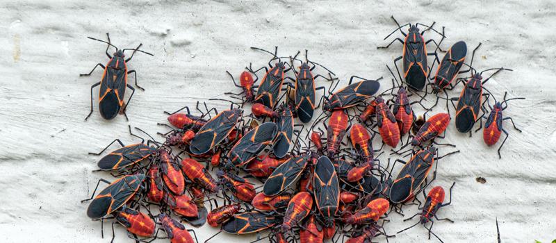 Boxelder Bug Control – Preventing and Managing an Infestation