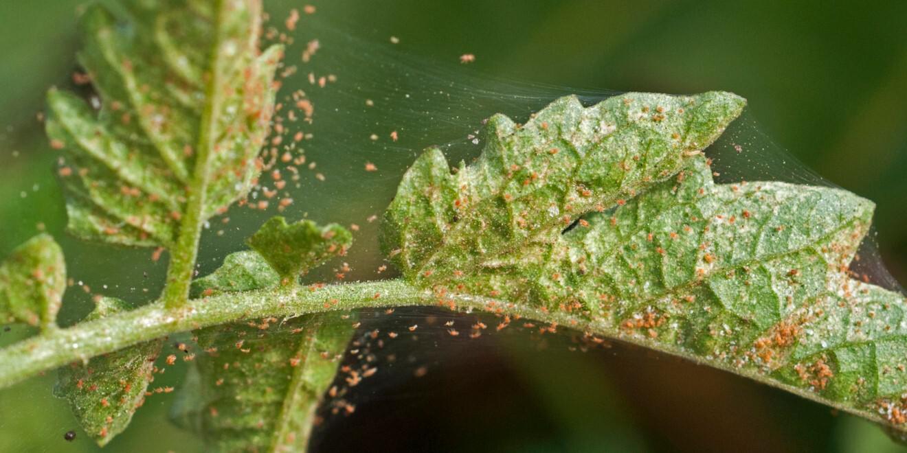 All About Spider Mites and How to Help Manage Them