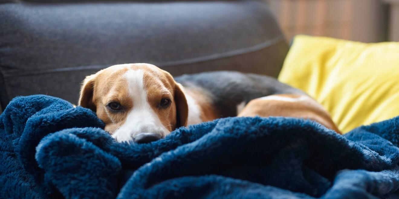 Tiny Bite, Big Problems: Signs of Tick-Borne Illnesses in Dogs