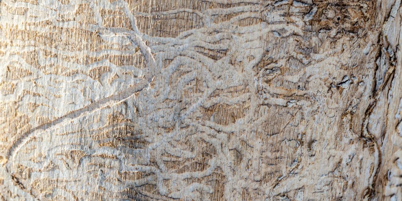 Protect Your Ash Trees! Identify and Deter Emerald Ash Borers