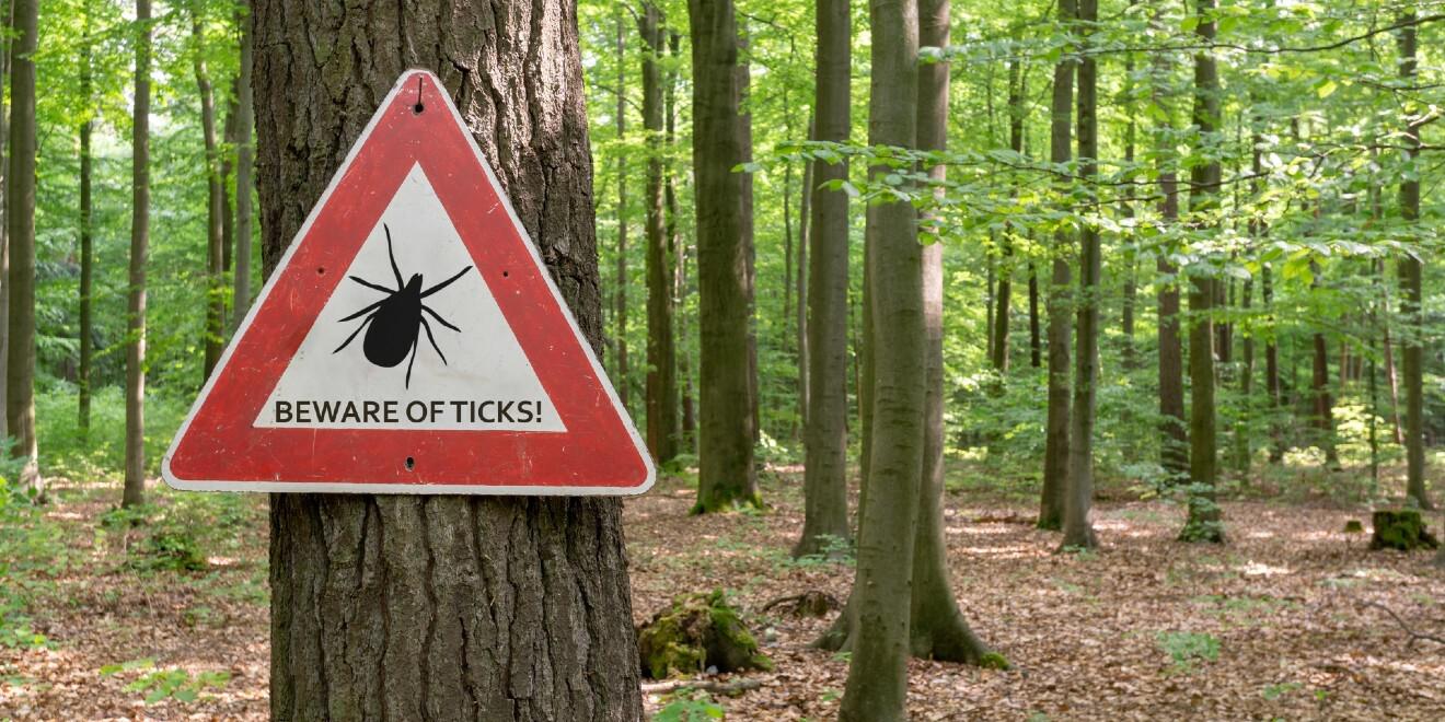 Myth Busting: Common Tick Myths