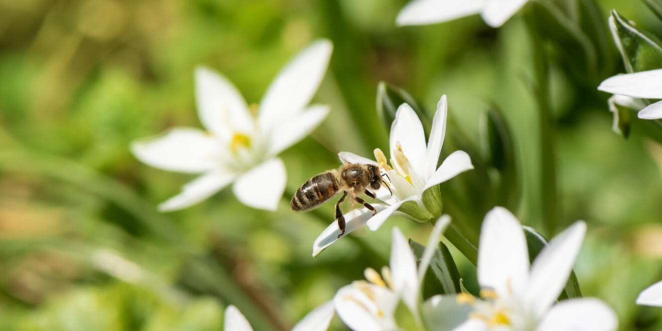 Natural Wasp and Bee Sting Treatment Methods to Try at Home
