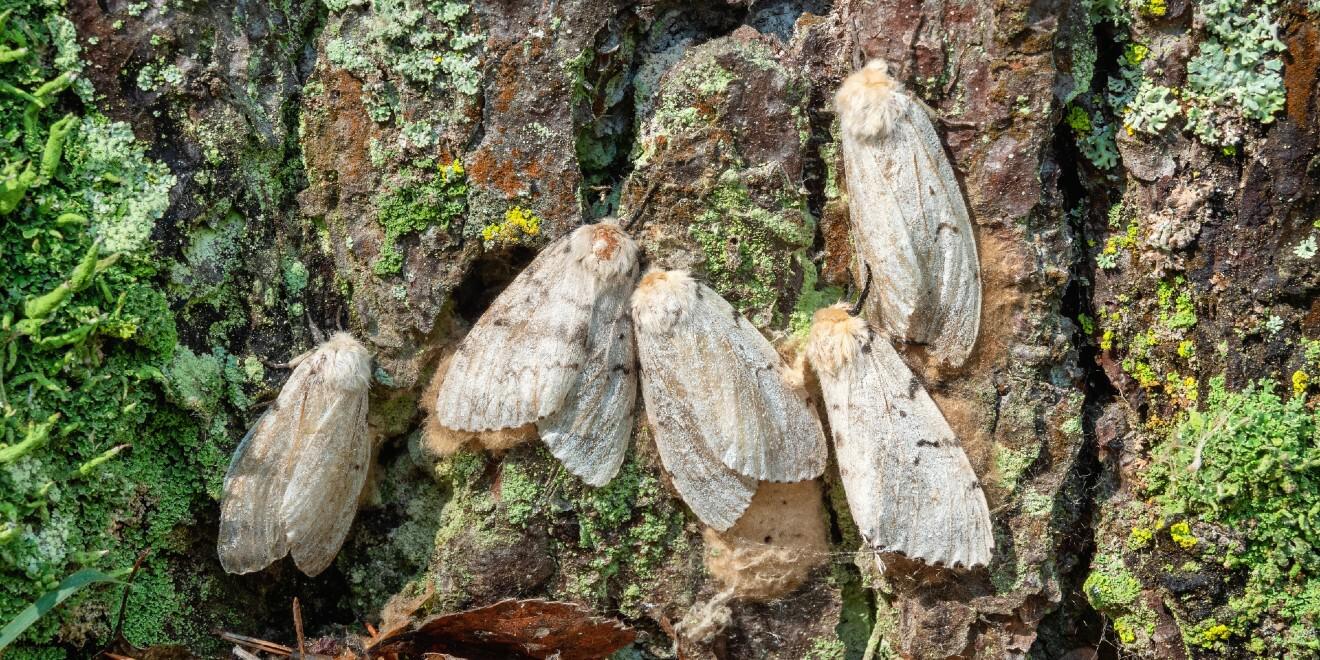 How to Manage a Spongy Moth Infestation