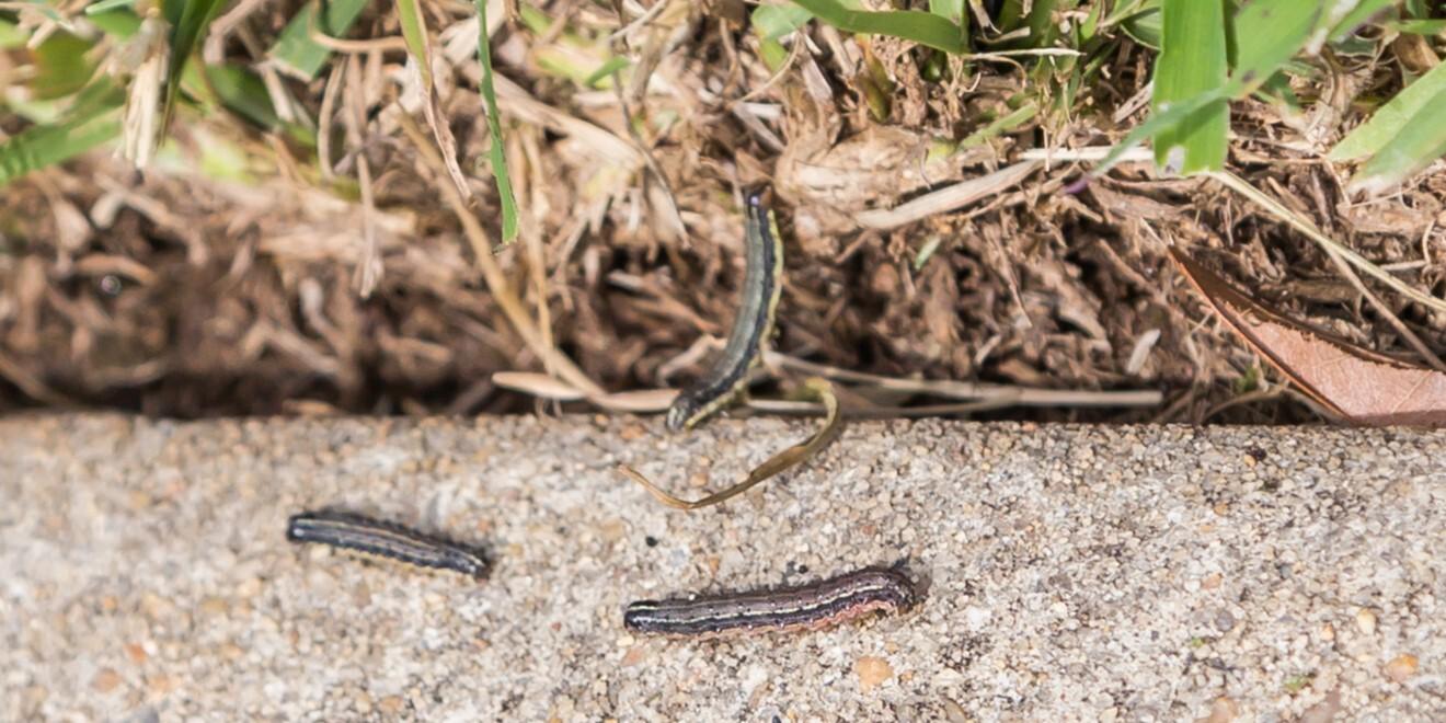 Spot and Control Fall Armyworms Before an Infestation