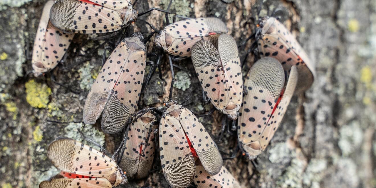 What Are Spotted Lanternflies?