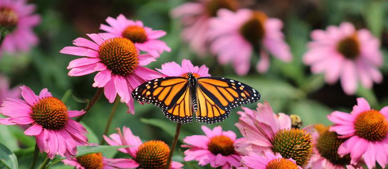Attract the Bugs You Want with Flowers for Pollinators