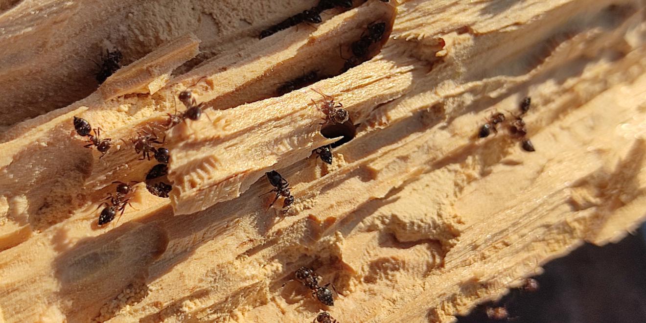 The Wood-Chewing Menace: Identify and Get Rid of Carpenter Ants