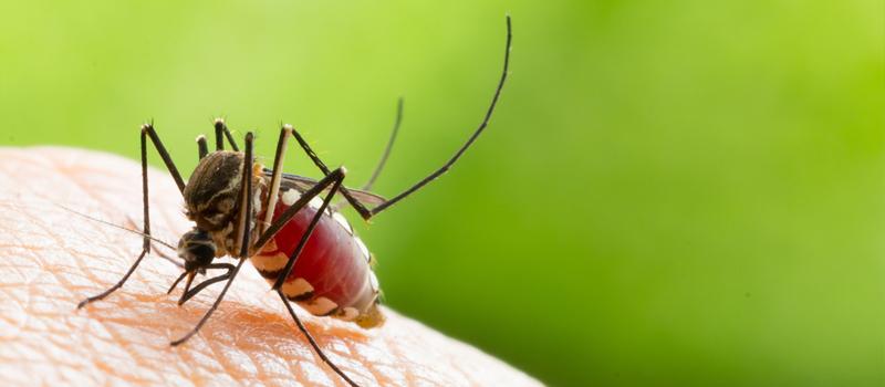 How Many Times Can A Mosquito Bite You?