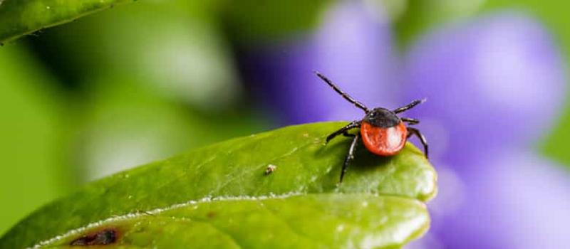 Tick Control at the Forefront After Powassan Fatality